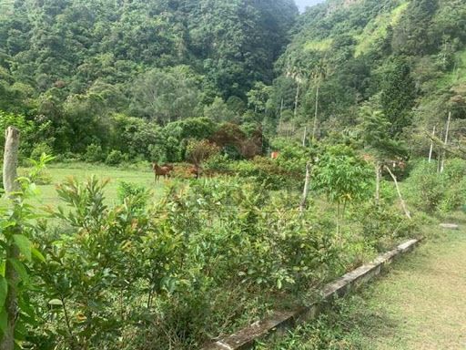 Lote en venta Tolima Ibagué Libertador 687 m2 Habitaciones 0 Baños 10 Garajes 1 Precio $240450000