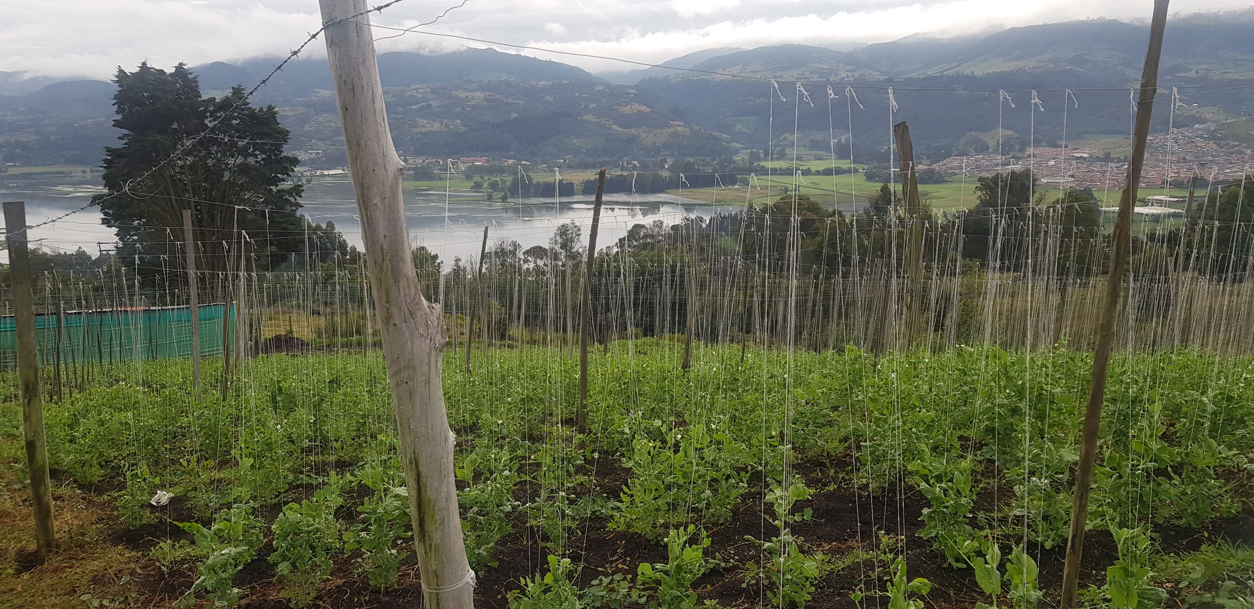 Finca en venta Cundinamarca Sibaté Sibate 6400 m2 Habitaciones 3 Baños 0 Garajes 1 Precio $180000000