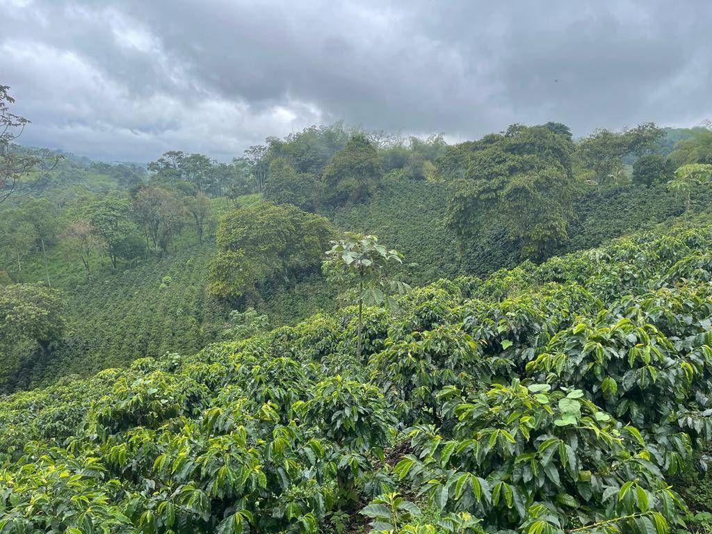 Lote en venta Quindío Armenia Armenia 0 m2 Habitaciones 0 Baños 10 Garajes 1 Precio $1600000000