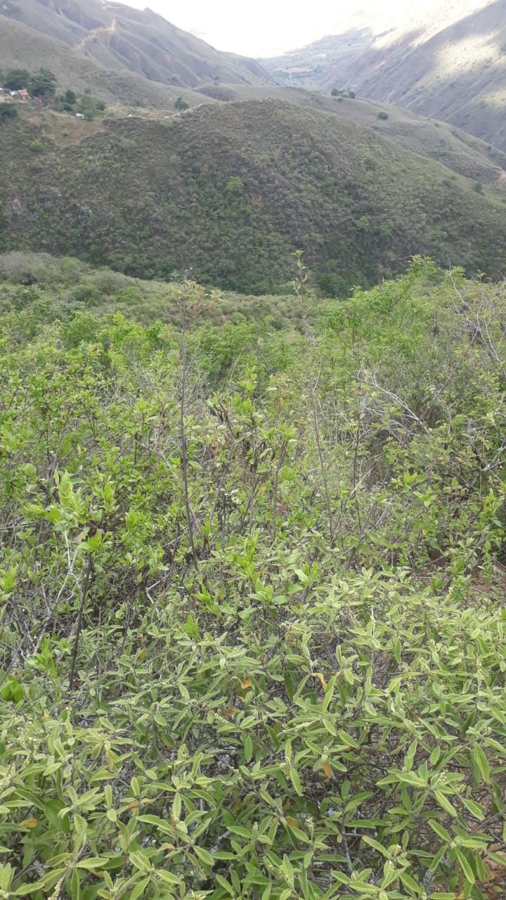 Finca en venta Santander Aratoca Aratoca 12000 m2 Habitaciones 1 Baños 0 Garajes 1 Precio $210000000