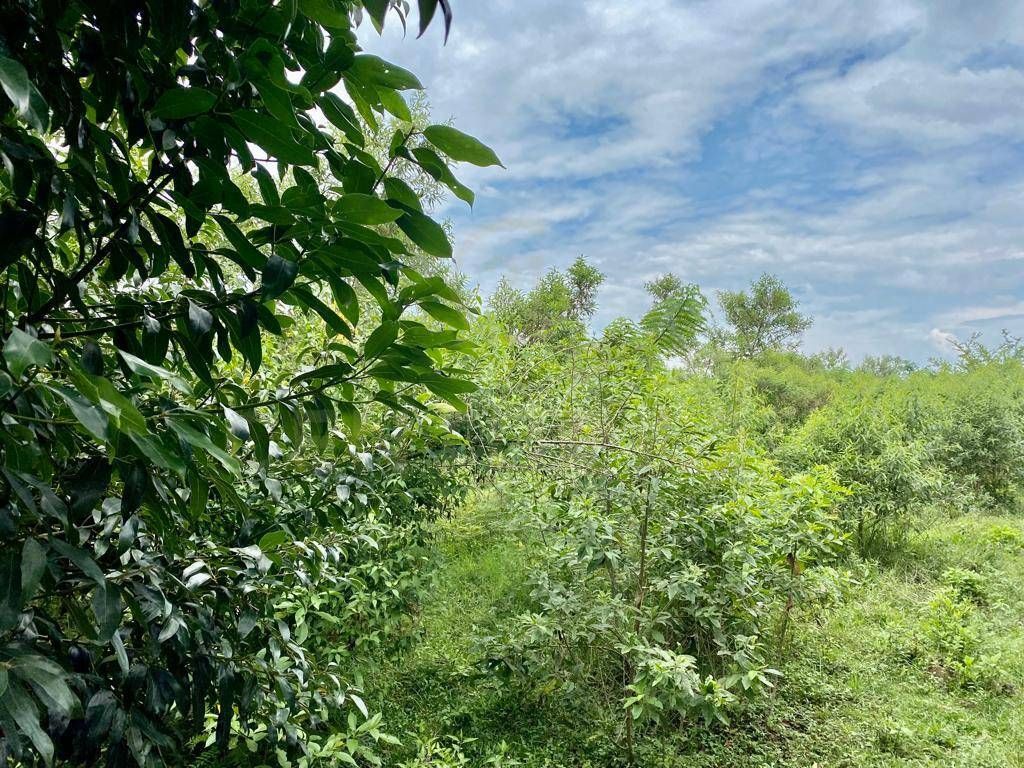 Lote en venta Valle Del Cauca Cali Parcelaciones Pance 0 m2 Habitaciones 0 Baños 0 Garajes 0 Precio $9750000000