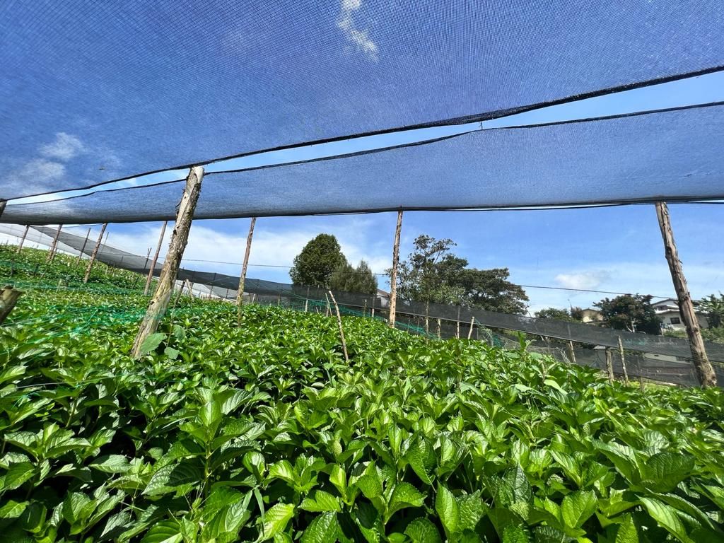 Lote en venta Antioquia Rionegro Pontezuela 0 m2 Habitaciones 0 Baños 10 Garajes 1 Precio $1400000000