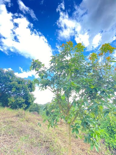 Lote en venta Risaralda Marsella Marsella 240000 m2 Habitaciones 0 Baños 10 Garajes 1 Precio $2020000000