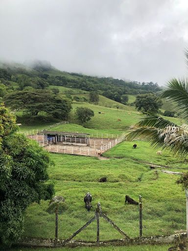 Finca en venta Risaralda Pereira San Jose 1000 m2 Habitaciones 5 Baños 8 Garajes 15 Precio $15000000000