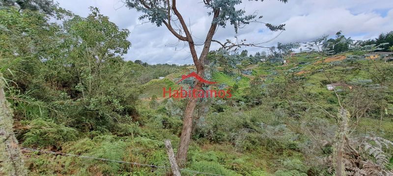 Lote en venta Antioquia San Vicente San Vicente 6600 m2 Habitaciones 0 Baños 0 Garajes 0 Precio $500000000