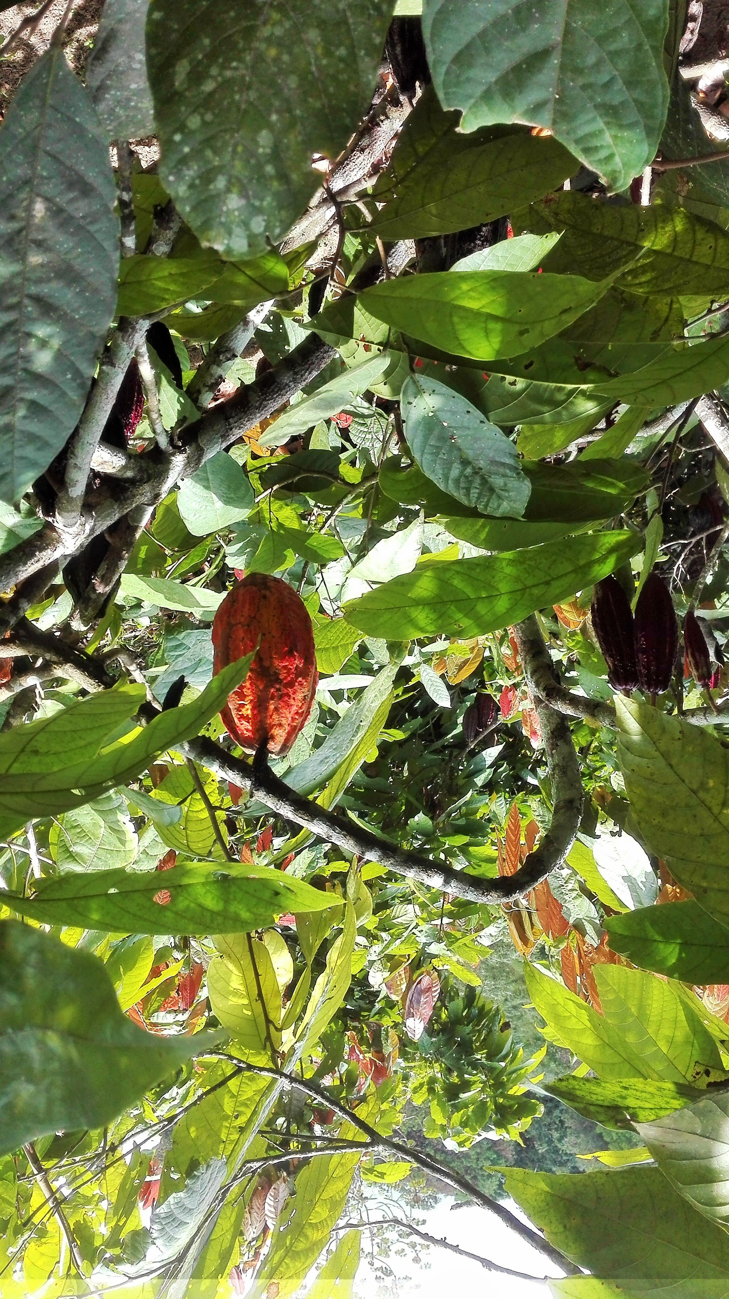 Finca en venta Santander Lebríja Lebríja 30000 m2 Habitaciones 0 Baños 10 Garajes 1 Precio $400000000