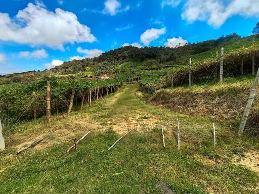 Finca en venta Risaralda Santuario Santuario 36 m2 Habitaciones 0 Baños 10 Garajes 1 Precio $1500000000