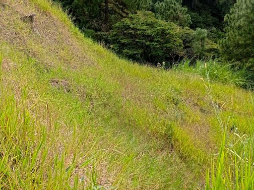 Lote en venta Antioquia Bello La Navarra 3391 m2 Habitaciones 0 Baños 0 Garajes 0 Precio $600000000