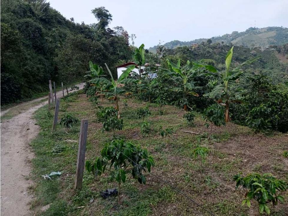 Lote en venta Caldas Villamaría Villamaría 1 m2 Habitaciones 0 Baños 0 Garajes 0 Precio $180000000