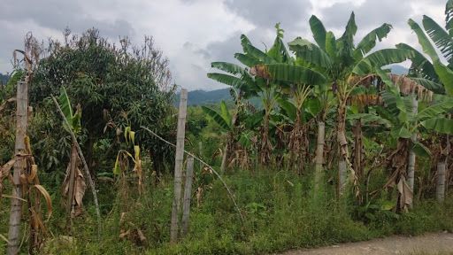 Lote en venta Risaralda Pereira Pereira 18740 m2 Habitaciones 0 Baños 10 Garajes 1 Precio $650000000