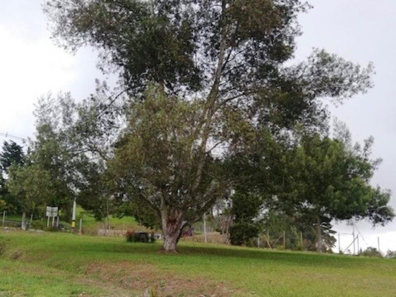 Lote en venta Antioquia Envigado Bosques De Zúñiga 5752 m2 Habitaciones 0 Baños 0 Garajes 0 Precio $2980000000