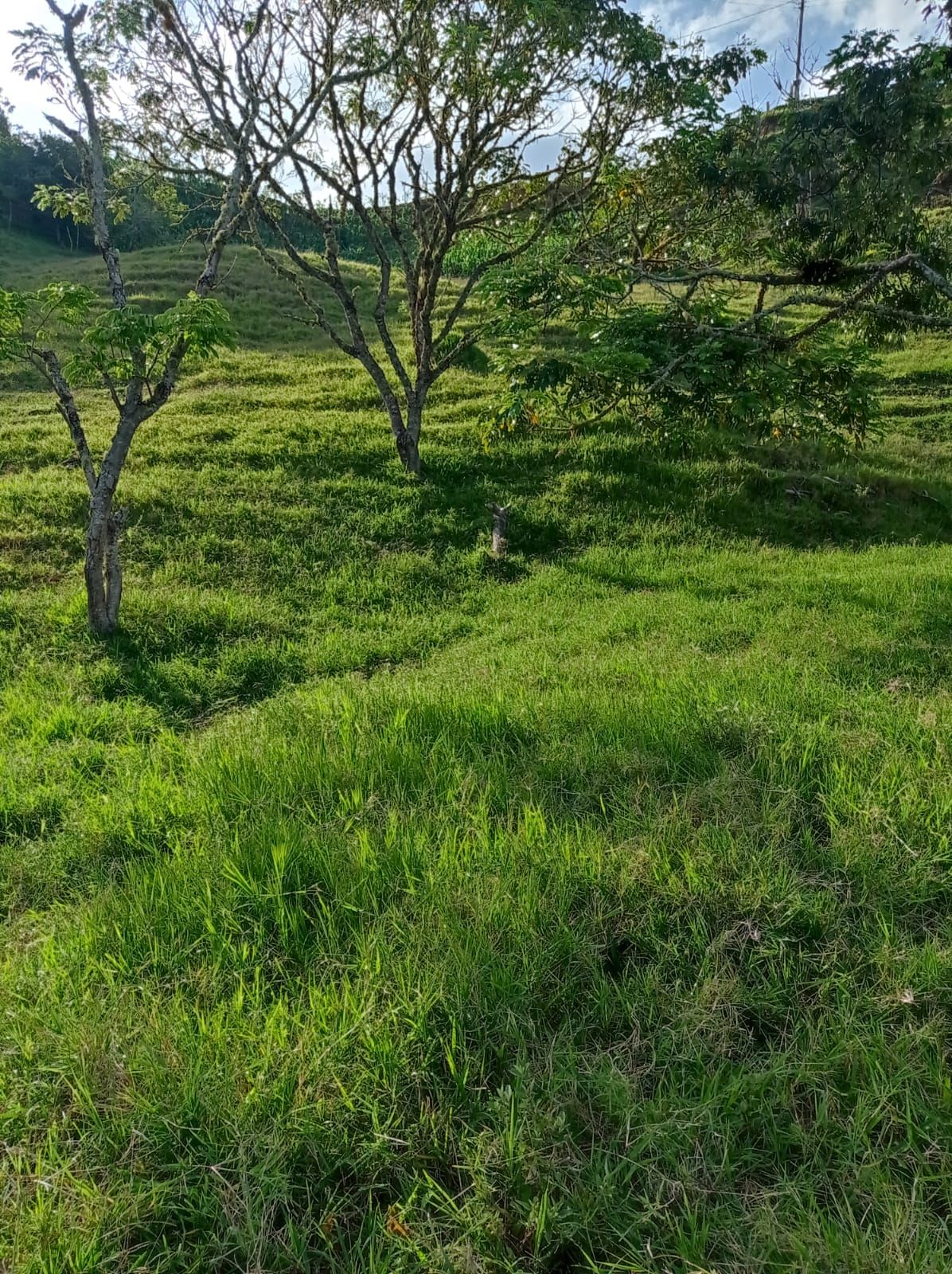 Finca en venta Antioquia Abejorral Nueva Villa Aburra 24000 m2 Habitaciones 0 Baños 0 Garajes 1 Precio $245000000