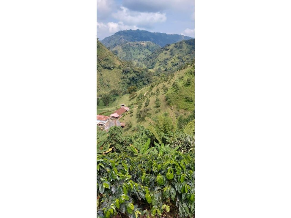 Finca en venta Caldas Manizales Manizales 14000 m2 Habitaciones 5 Baños 2 Garajes 0 Precio $800000000