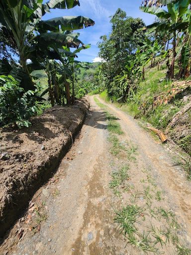 Finca en venta Risaralda Belén De Umbría Belén De Umbría 1000 m2 Habitaciones 5 Baños 4 Garajes 3 Precio $4400000000