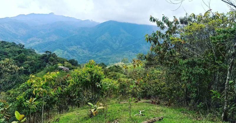 Lote en venta Antioquia San Rafael San Rafael 3340 m2 Habitaciones 0 Baños 0 Garajes 0 Precio $330000000