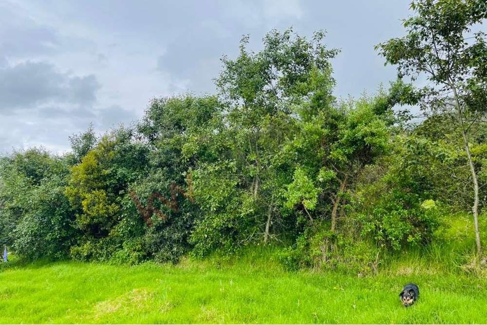 Lote en venta Cundinamarca La Calera La Plazuela 5003 m2 Habitaciones 0 Baños 0 Garajes 1 Precio $1500000000