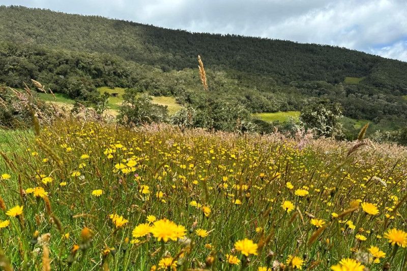 Lote en venta Cundinamarca La Calera La Calera 266186 m2 Habitaciones 0 Baños 0 Garajes 0 Precio $1456000000