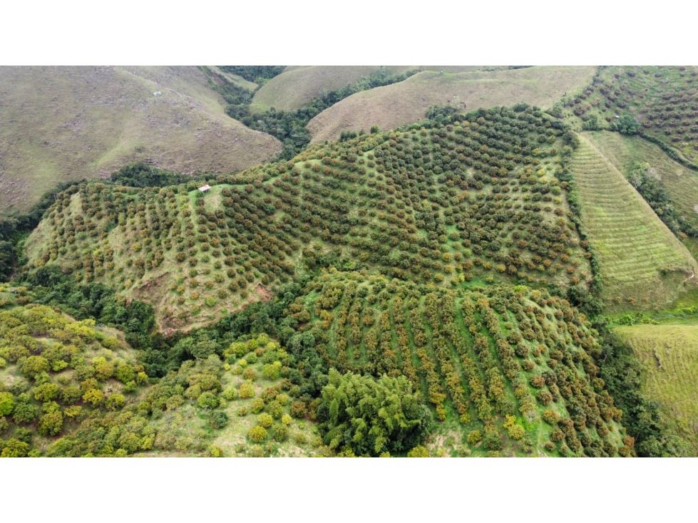 Finca en venta Caldas Aguadas Aguadas 202000 m2 Habitaciones 4 Baños 2 Garajes 1 Precio $2500000000