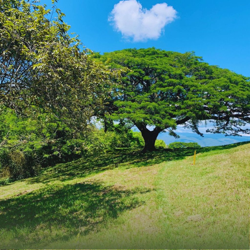 Lote en venta Valle Del Cauca Andalucía Andalucía 0 m2 Habitaciones 0 Baños 0 Garajes 0 Precio $90000000