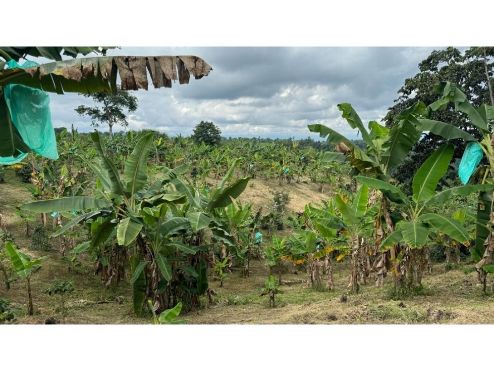 Finca en venta Quindío Quimbaya Quimbaya 200 m2 Habitaciones 3 Baños 2 Garajes 4 Precio $1000000000