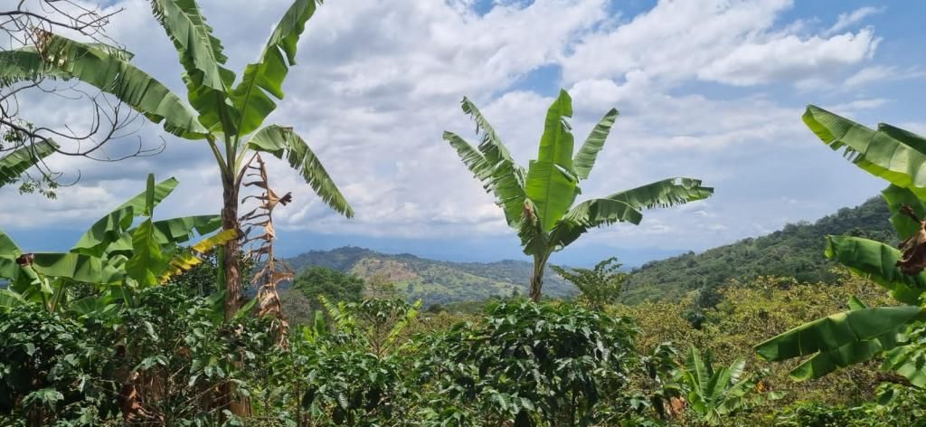 Finca en venta Cundinamarca Cachipay Cachipay 70 m2 Habitaciones 4 Baños 2 Garajes 0 Precio $520000000