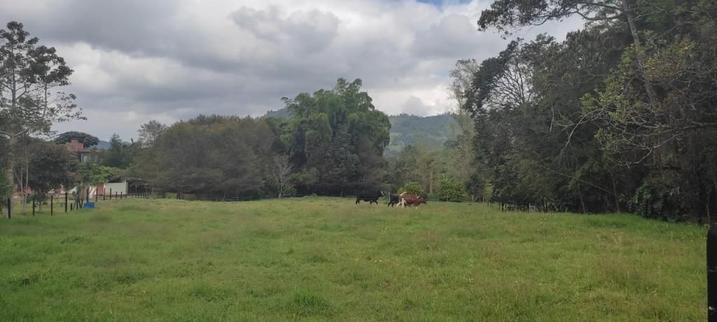Lote en venta Antioquia Rionegro Santa Ana 0 m2 Habitaciones 0 Baños 0 Garajes 0 Precio $1300000000