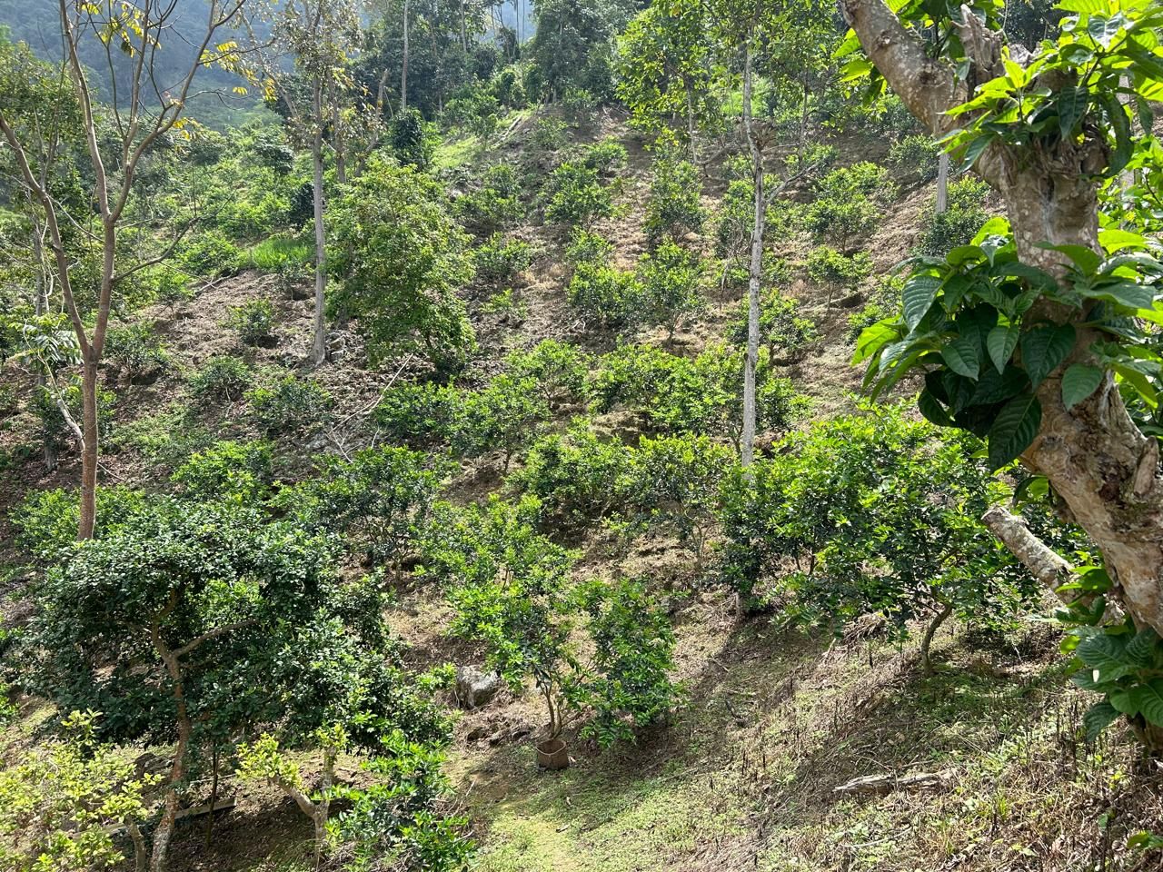 Finca en venta Santander Rionegro Ub La Arboleda 120000 m2 Habitaciones 3 Baños 2 Garajes 3 Precio $450000000