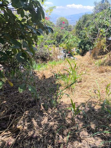 Lote en venta Santander Floridablanca Floridablanca 1084 m2 Habitaciones 0 Baños 1 Garajes 2 Precio $1500000000