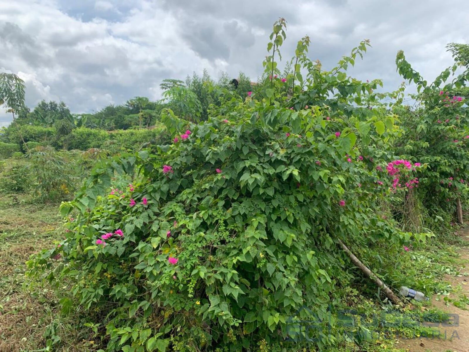 Lote en venta Bolívar Cartagena Cartagena 480 m2 Habitaciones 0 Baños 0 Garajes 0 Precio $82000000