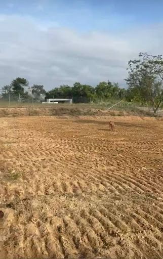 Lote en venta Risaralda Pereira Pereira 2129 m2 Habitaciones 0 Baños 0 Garajes 0 Precio $808895000