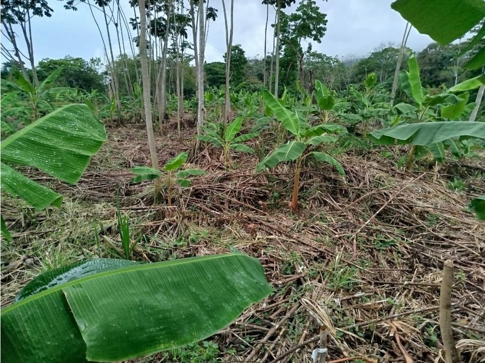 Lote en venta Caldas Palestina Palestina 35000 m2 Habitaciones 0 Baños 0 Garajes 0 Precio $5600000000