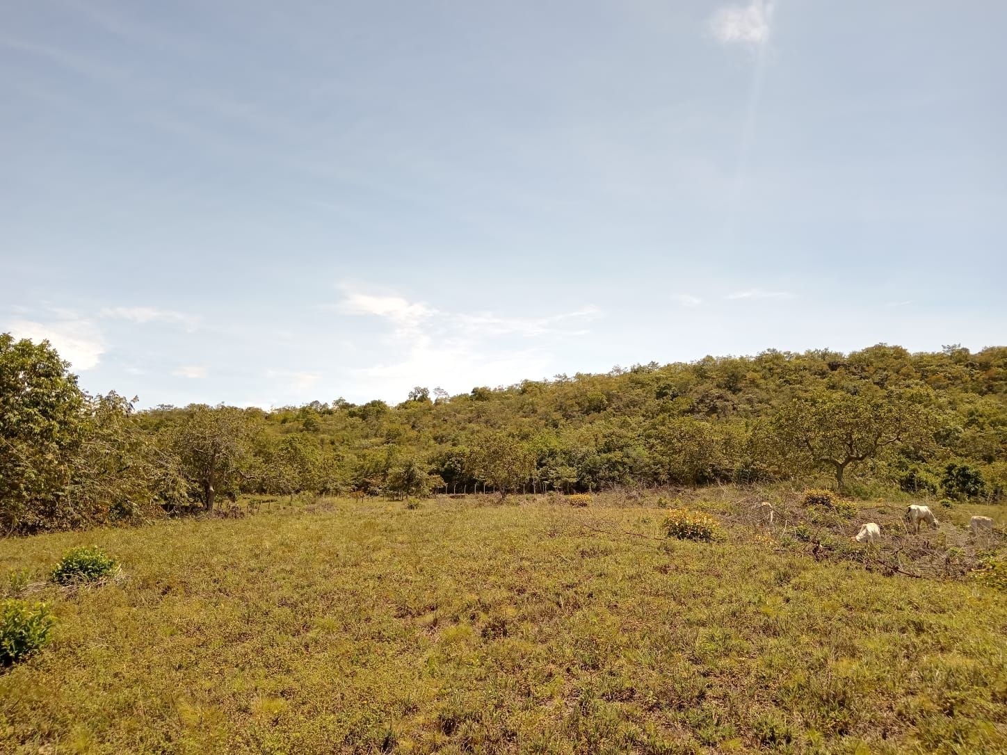 Lote en venta Huila Palermo Condominio Campestre Llanos De Vimianzo 10000 m2 Habitaciones 0 Baños 0 Garajes 0 Precio $120000000