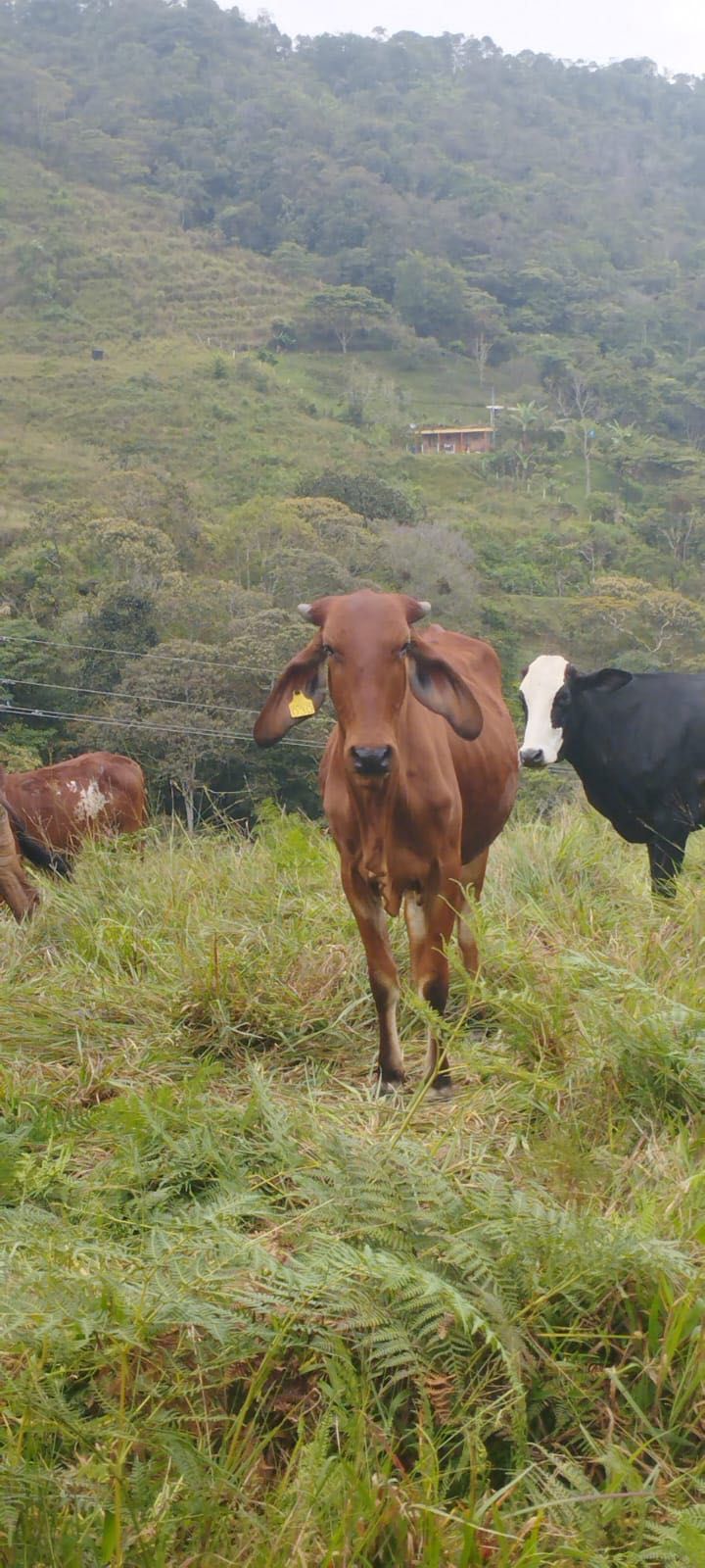 Finca en venta Antioquia Alejandría Alejandria 2000 m2 Habitaciones 0 Baños 0 Garajes 0 Precio $2100000000