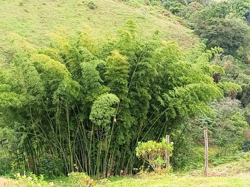 Lote en venta Antioquia Rionegro Otros 52642 m2 Habitaciones 0 Baños 0 Garajes 0 Precio $4474570000