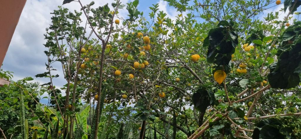 Lote en venta Cundinamarca Cachipay Cachipay 0 m2 Habitaciones 0 Baños 0 Garajes 0 Precio $230000000