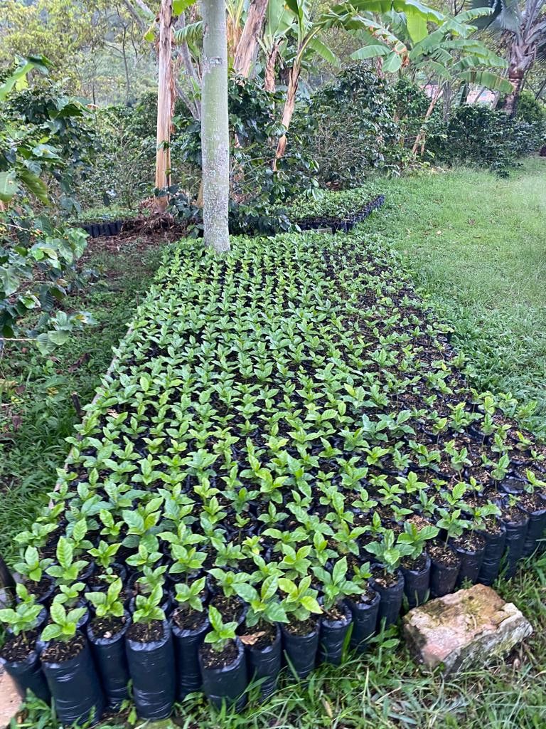 Lote en venta Cundinamarca Cachipay Cachipay 0 m2 Habitaciones 0 Baños 0 Garajes 0 Precio $450000000