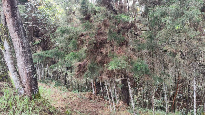 Lote en venta Antioquia Guarne La Brizuela 6008 m2 Habitaciones 0 Baños 0 Garajes 0 Precio $492656000