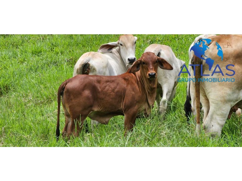 Finca en venta Santander Barrancabermeja Palmira 250 m2 Habitaciones 1 Baños 1 Garajes 1 Precio $1963000000