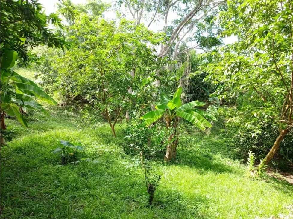 Lote en venta Cundinamarca La Mesa La Mesa 10000 m2 Habitaciones 0 Baños 0 Garajes 0 Precio $290000000