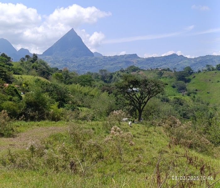 Lote en venta Antioquia Titiribí Titiribí 0 m2 Habitaciones 0 Baños 0 Garajes 0 Precio $490000000