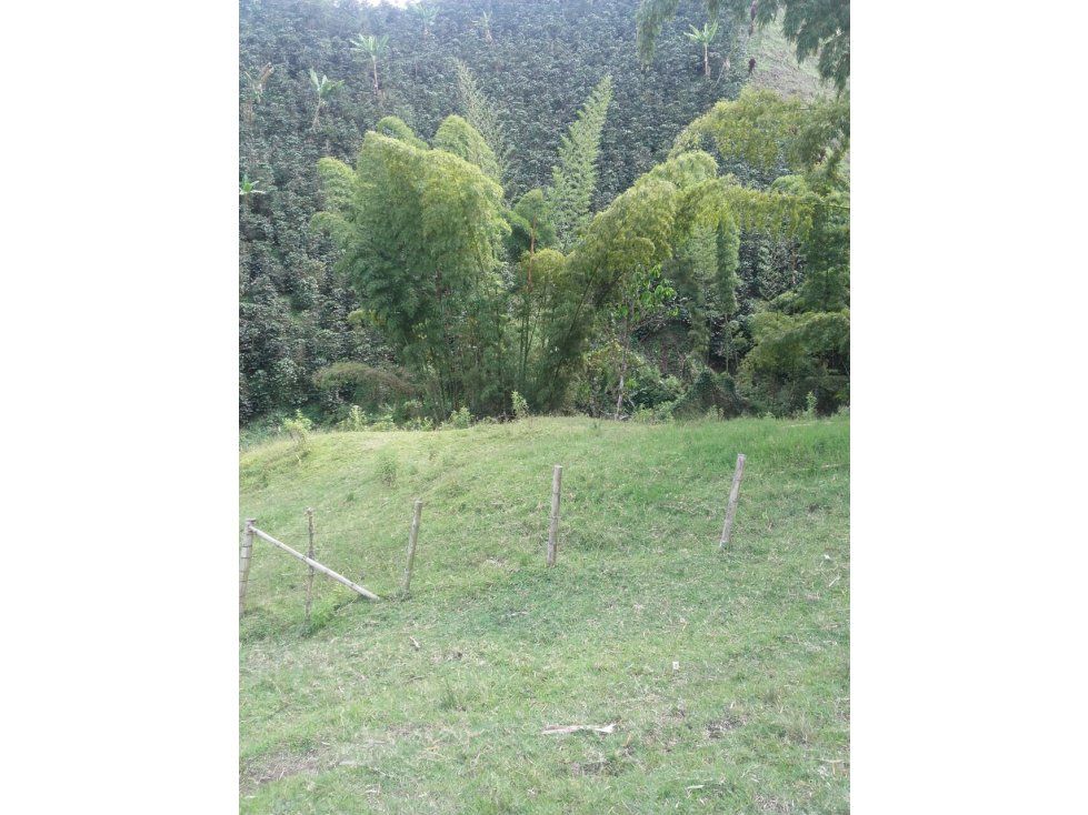 Finca en venta Caldas Chinchiná Centro 76000 m2 Habitaciones 4 Baños 2 Garajes 0 Precio $420000000