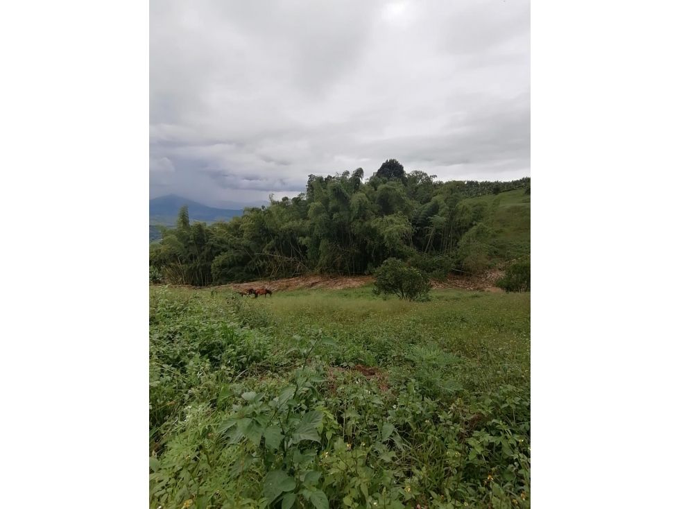Lote en venta Caldas Manizales Manizales 2500 m2 Habitaciones 0 Baños 0 Garajes 0 Precio $387000000