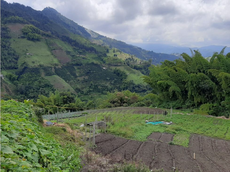 Lote en venta Caldas Manizales Manizales 2620 m2 Habitaciones 0 Baños 0 Garajes 0 Precio $300000000