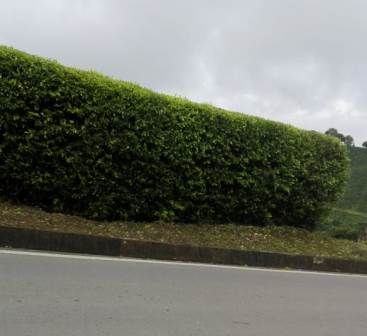 Lote en venta Caldas Chinchiná Chinchiná 665 m2 Habitaciones 0 Baños 0 Garajes 0 Precio $230000000