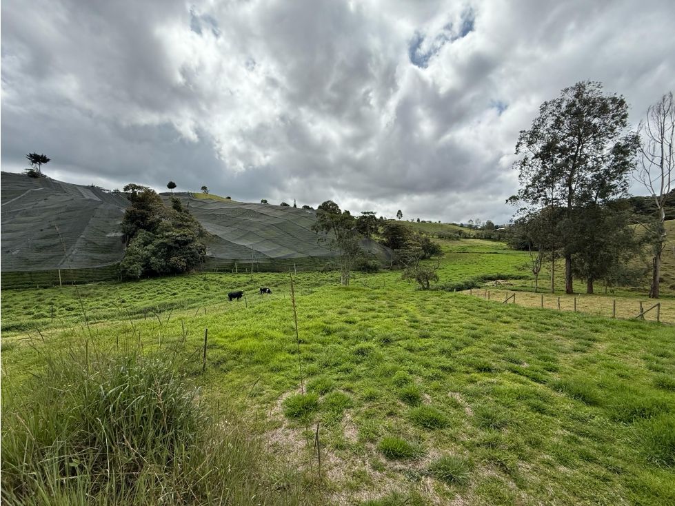 Lote en venta Antioquia El Carmen De Viboral El Carmen De Viboral 1300 m2 Habitaciones 0 Baños 0 Garajes 0 Precio $350000000