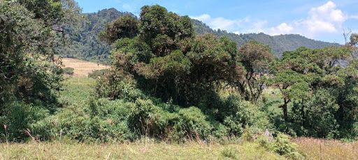 Lote en venta Cundinamarca La Calera La Calera 11287 m2 Habitaciones 0 Baños 0 Garajes 0 Precio $280000000