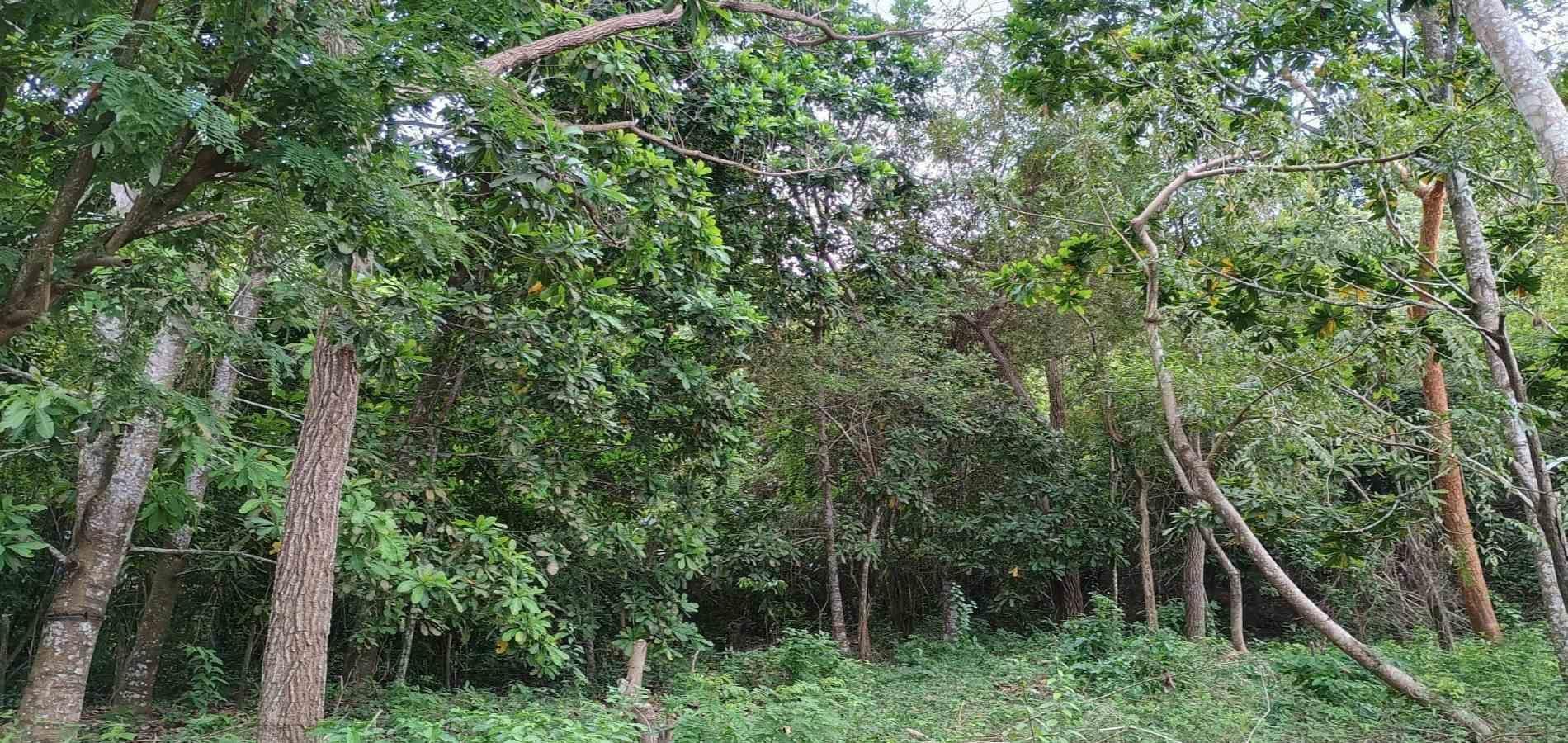 Lote en venta La Guajira Riohacha 20 De Julio 2000 m2 Habitaciones 0 Baños 0 Garajes 0 Precio $650000000