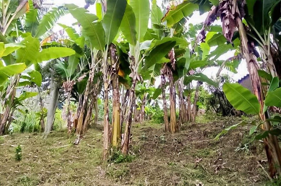 Inmuebles en Remate Finca en venta Caldas Villamaría Br Villa Esperanza 301 m2 Habitaciones 0 Baños 0 Garajes 0 Precio $333000000