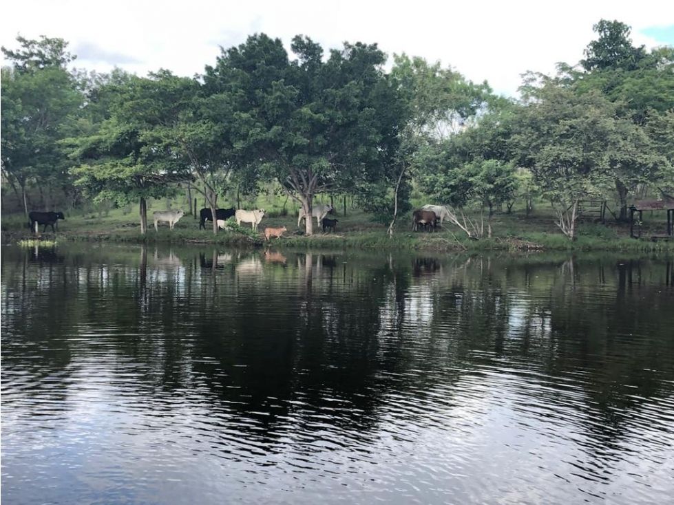 Finca en venta Tolima Alvarado Alvarado 1000 m2 Habitaciones 1 Baños 0 Garajes 0 Precio $3000000000