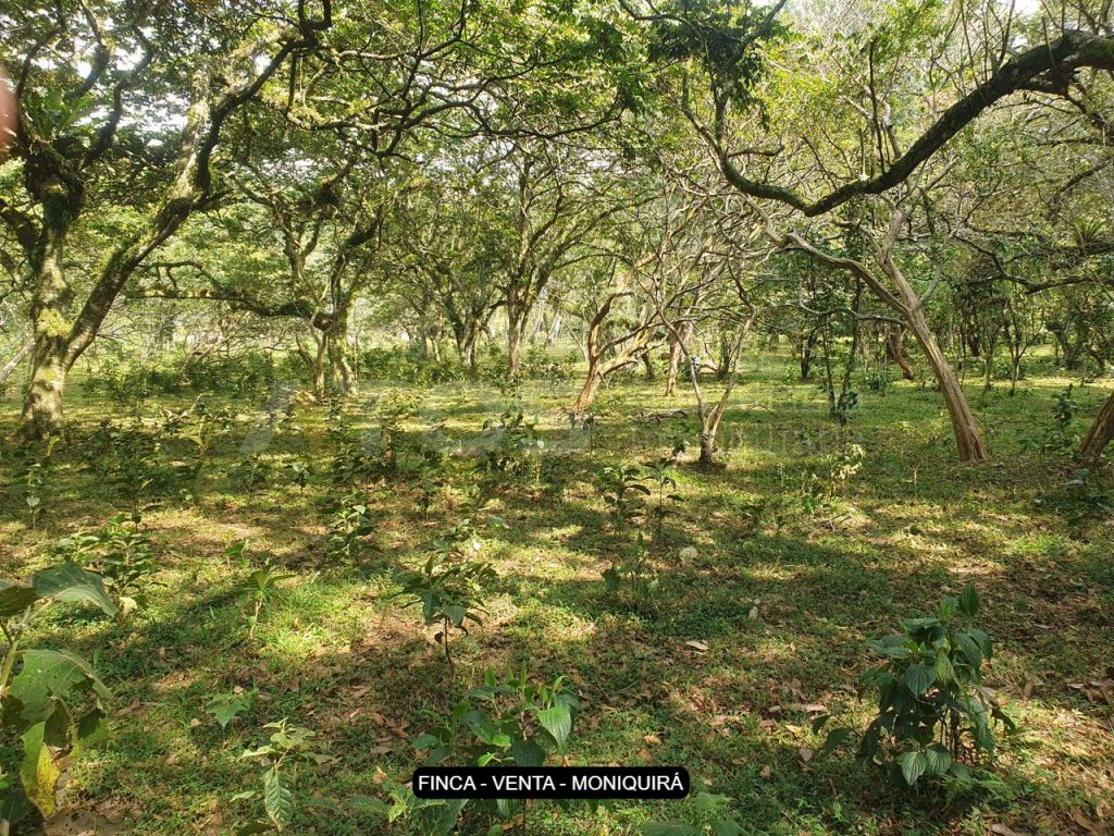 Finca en venta Boyacá Moniquirá Moniquira 0 m2 Habitaciones 0 Baños 0 Garajes 0 Precio $390000000